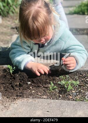 Kleine blonde Kleinkind Mädchen graben in den Schmutz / Pflanzen Samen im Garten. 3 Jahre alt. Kind im Garten. Modellversion. Stockfoto