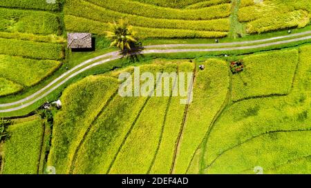 Reisfeld aus der Luft von oben. Stockfoto