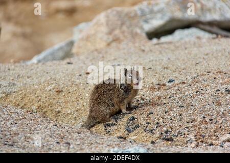 Überrascht Eichhörnchen am Sandstrand Stockfoto