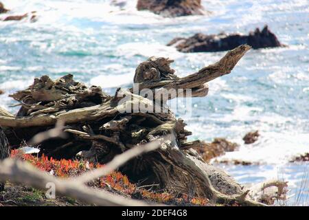 Ein Stück Holz entlang der Küste, in der Nähe von Bird Rock Pebble Beach Stockfoto