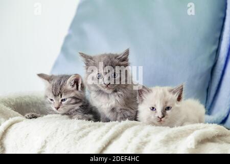 Schöne flauschige 3 Kätzchen lagen auf weißer Decke vor blauem Hintergrund. Viele Kätzchen. Grau weiß und gestromt Kätzchen. Verschiedene Katzen Haustiere liegen auf dem Sofa Stockfoto