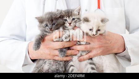 Katzen in Vet Arzt Hände. Arzt Tierarzt Untersuchung 3 drei Kätzchen. Baby Katze in der Tierklinik. Tierarzneimittel für Haustiere und Katzen. Kätzchen Tier Stockfoto