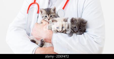 Katze Kätzchen in Vet Arzt Hände. Tierarzt Arzt mit Stethoskop hält 3 drei Kätzchen verschiedener Rassen in der Veterinärklinik. Tierarztmedizin Stockfoto