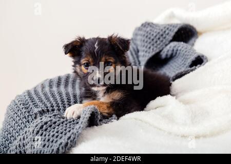 Hund Spielzeug Terrier Welpe liegt auf Decke auf dem Bett. Schwarzer Hund liegt zu Hause auf dem Sofa. Portrait niedlichen jungen kleinen schwarzen Hund Ruhe in gemütlichen Hause. Weißgrau Stockfoto