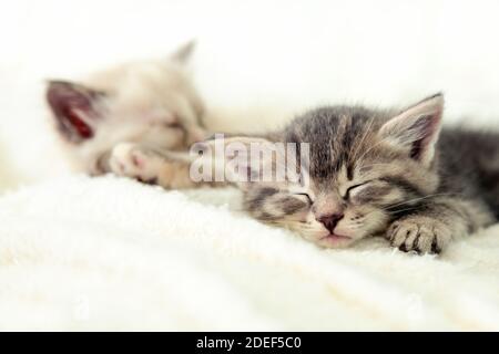 Zwei niedliche Kätzchen schlafen auf einer weißen, flauschigen Decke. Porträt von schönen flauschigen gestreift tabby Kätzchen. Tierbaby Katze liegt im Bett. Stockfoto