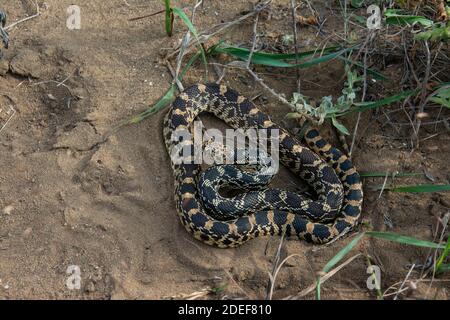 Bullsnake (Pituophis catenifer sayi) aus Tazewell County, Illinois, USA. Stockfoto