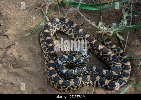 Bullsnake (Pituophis catenifer sayi) aus Tazewell County, Illinois, USA. Stockfoto