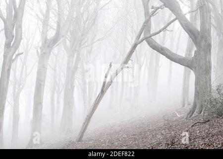 Misty Woodland Szene an Olivers Mount, Scarborough Stockfoto