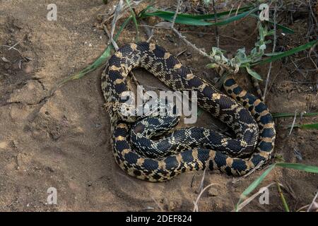 Bullsnake (Pituophis catenifer sayi) aus Tazewell County, Illinois, USA. Stockfoto