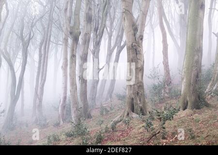 Misty Woodland Szene an Olivers Mount, Scarborough Stockfoto