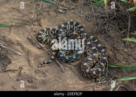 Bullsnake (Pituophis catenifer sayi) aus Tazewell County, Illinois, USA. Stockfoto