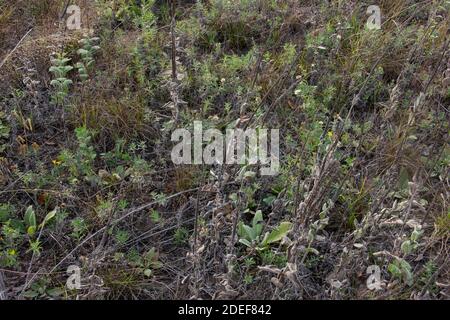 Bullsnake (Pituophis catenifer sayi) aus Tazewell County, Illinois, USA. Stockfoto