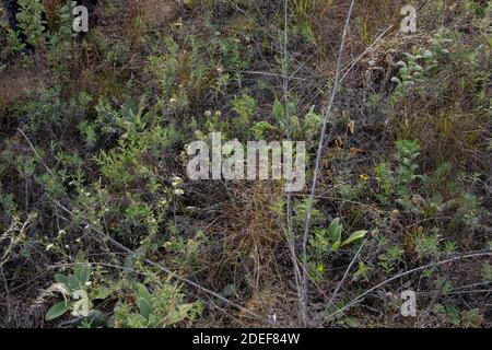 Bullsnake (Pituophis catenifer sayi) aus Tazewell County, Illinois, USA. Stockfoto