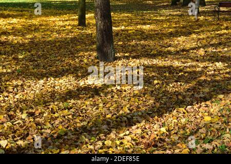 Herbstpark an einem sonnigen Tag, braune und gelbe Blätter. Herbst. Stockfoto