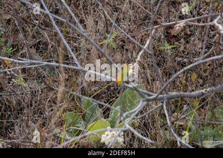 Bullsnake (Pituophis catenifer sayi) aus Tazewell County, Illinois, USA. Stockfoto