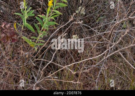 Bullsnake (Pituophis catenifer sayi) aus Tazewell County, Illinois, USA. Stockfoto