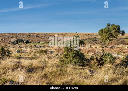 Wilder Gorse, Ulex europaeus, auf Dartmoor im Winter. Sonniger Tag im Dartmoor National Park, Devon, England, Großbritannien. Stockfoto