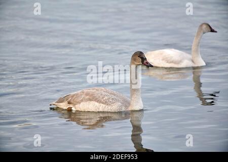 Juveniler Trompeter-Schwan (Cygnus buccinator) beim Schwimmen im Bow River, Calgary, Alberta, Kanada Stockfoto