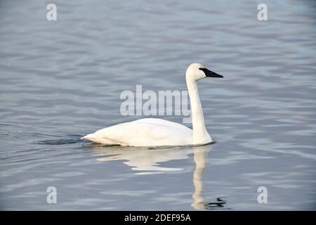 Erwachsener Trompeter-Schwan (Cygnus buccinator) beim Schwimmen im Bow River, Calgary, Alberta, Kanada Stockfoto