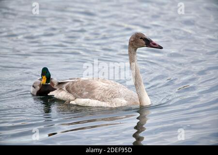 Juveniler Trompeter-Schwan (Cygnus buccinator) und Mallard (Anas platyrhynchos) beim Schwimmen im Bow River, Calgary, Alberta, Kanada Stockfoto