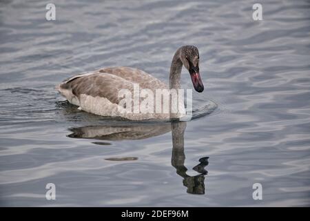 Juveniler Trompeter-Schwan (Cygnus buccinator) beim Schwimmen im Bow River, Calgary, Alberta, Kanada Stockfoto