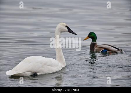 Erwachsener Trompeter-Schwan (Cygnus buccinator) und Mallard (Anas platyrhynchos) beim Schwimmen im Bow River, Calgary, Alberta, Kanada Stockfoto