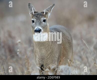 Weißschwanz-Hirsch (Odocoileus virginianus) einjähriger Buck zeigt erste Jahr Spitzen Calgary, Alberta, Kanada Stockfoto