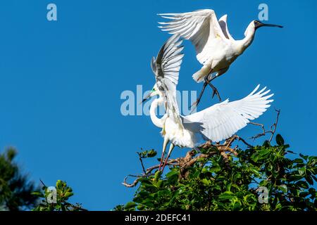 Osteiher (Ardea modesta) jagt während der Brutzeit den Königspalast (Platalea regia) von seinem Nistplatz. Queensland Australien Stockfoto