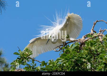 Östlicher Großreiher (Ardea modesta), der während der Brutzeit auf Laub in der Nähe des Nestes auftauchende Gefieder zeigt. Queensland Australien Stockfoto