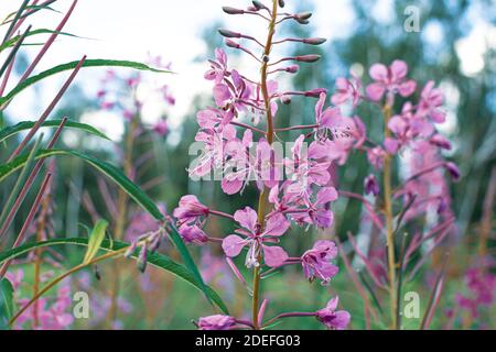 Blühende sally-Blüten aus der Nähe, Weidenkraut oder Ivan-Tee, Heilpflanze, Kräuterkunde Stockfoto