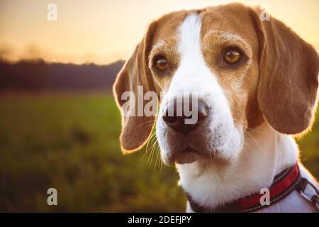 Hund Porträt hintergrundbeleuchtet. Beagle Hund Kopfschießen gegen Sonnenuntergang Stockfoto