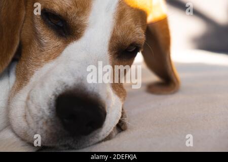 Ein Beagle Hund schläft auf Couch in hellen Innenraum. Stockfoto