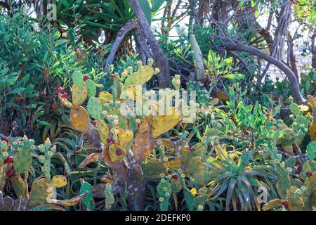 Schöner Kaktus aus Kaktus mit burgunderroten Früchten an der Küste von Ayia Napa in Zypern. Opuntia, Ficus-indica, Indische Feige opuntia, barbary Feigenblühende cact Stockfoto