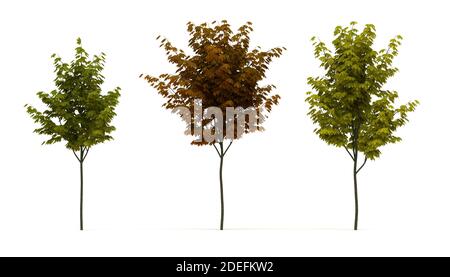 Acer Tree isoliert auf weißem Hintergrund Stockfoto