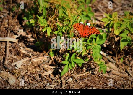 Ein schöner Schmetterling sitzt auf einem grünen Blatt, hellbraune Flügel mit schwarzen Spritzern, Nahaufnahme.der Gulf Fritillary oder Passionsschmetterling Agraglis vanillae Stockfoto