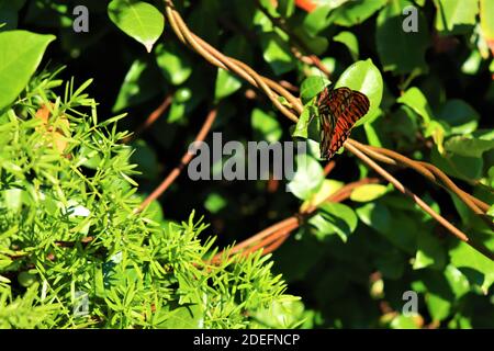 Ein schöner Schmetterling sitzt auf einem grünen Blatt, hellbraune Flügel mit schwarzen Spritzern, Nahaufnahme.der Gulf Fritillary oder Passionsschmetterling Agraglis vanillae Stockfoto