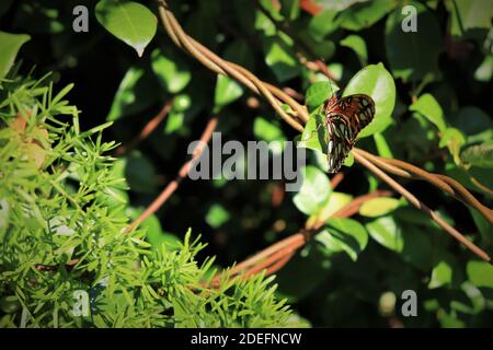 Ein schöner Schmetterling sitzt auf einem grünen Blatt, hellbraune Flügel mit schwarzen Spritzern, Nahaufnahme.der Gulf Fritillary oder Passionsschmetterling Agraglis vanillae Stockfoto