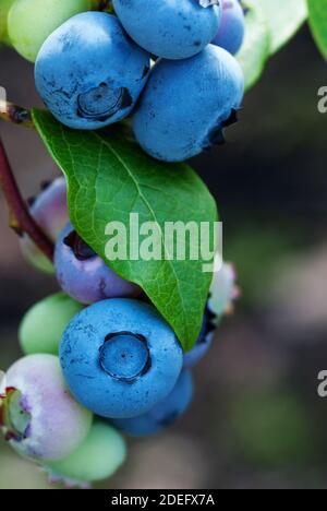 Nahaufnahme von reifen Blaubeeren, vertikale Aufnahme Stockfoto