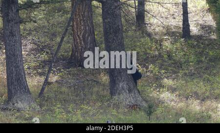 Ein schwarzer Bär kratzt sich an einem Baumstamm im yellowstone Nationalpark in wyoming, usa Stockfoto