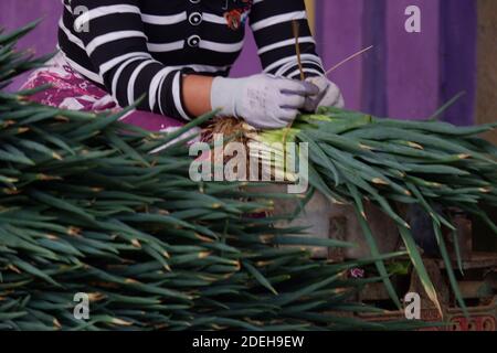 Die Hand einer Bäuerin, die Allium fistulosum bindet, hinterlässt. Die walisische Zwiebel, auch Zwiebel genannt, lange grüne Zwiebel, japanische Bunching Oni Stockfoto