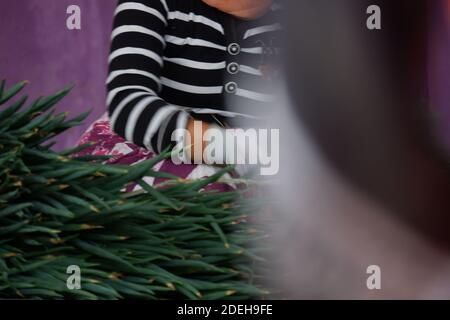 Die Hand einer Bäuerin, die Allium fistulosum bindet, hinterlässt. Die walisische Zwiebel, auch Zwiebel genannt, lange grüne Zwiebel, japanische Bunching Oni Stockfoto