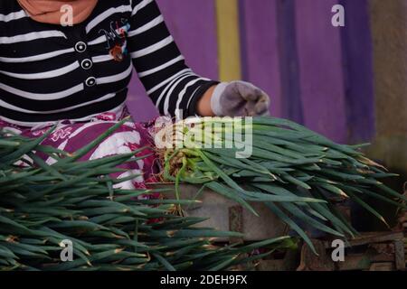 Die Hand einer Bäuerin, die Allium fistulosum bindet, hinterlässt. Die walisische Zwiebel, auch Zwiebel genannt, lange grüne Zwiebel, japanische Bunching Oni Stockfoto