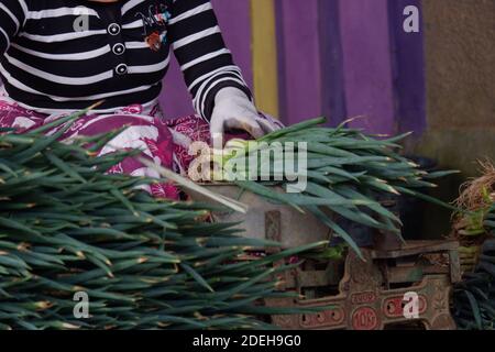 Die Hand einer Bäuerin, die Allium fistulosum bindet, hinterlässt. Die walisische Zwiebel, auch Zwiebel genannt, lange grüne Zwiebel, japanische Bunching Oni Stockfoto