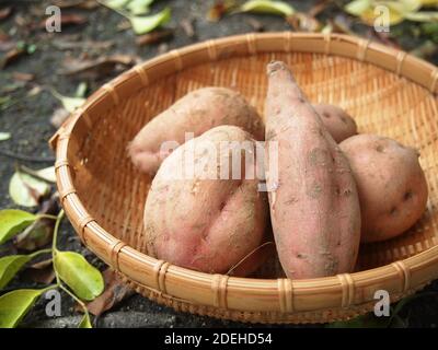 Anno Süßkartoffel, Japanisches Gemüse Stockfoto