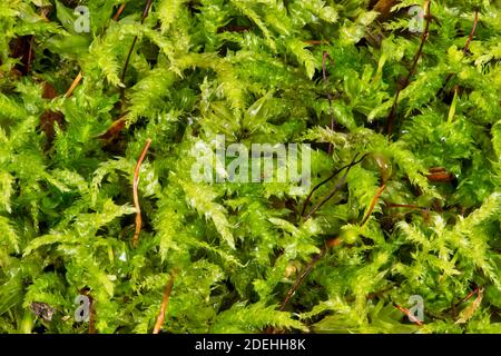 Nahaufnahme des Andreaeopsida Moos, das vor kurzem von einem Regen nass wurde, auf einem Felsen in den Adirondack Mountains, NY USA Wildnis im frühen Winter. Stockfoto