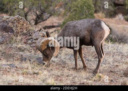 Ein reifer Desert Bighorn Widder grast im Colorado National Monument, Colorado, USA. Stockfoto