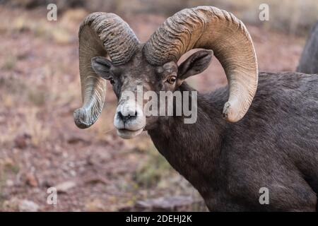 Ein reifer Desert Bighorn Widder im Colorado National Monument, Colorado, USA. Stockfoto