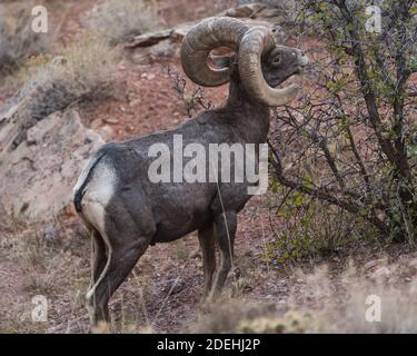 Ein reifer Desert Bighorn Widder stösst auf einem Strauch im Colorado National Monument, Colorado, USA. Stockfoto