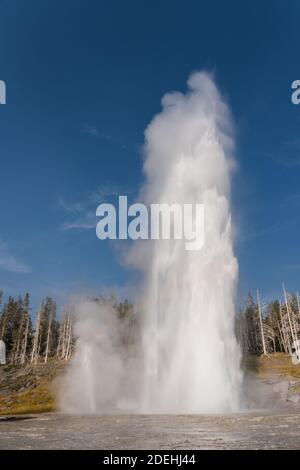 Grand Geyser mit Vent Geyser auf der linken Seite und Turban Geyser, Mitte, im Upper Geyser Basin, Yellowstone National Park, Wyoming, USA. Stockfoto