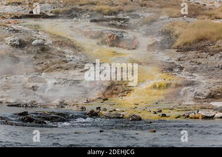 Heißes Wasser fließt über farbenfrohe thermophile Mikroben, wenn es den Firehole River im Biscuit Basin, Yellowstone National Park, Wyoming, USA, betritt. Stockfoto